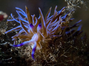 Pteraeolidia ianthina by Doug Anderson 